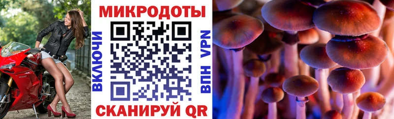 Псилоцибиновые грибы Psilocybine cubensis Западная Двина